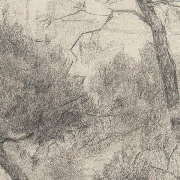 Pine trees in Casa de Campo Park - Detail