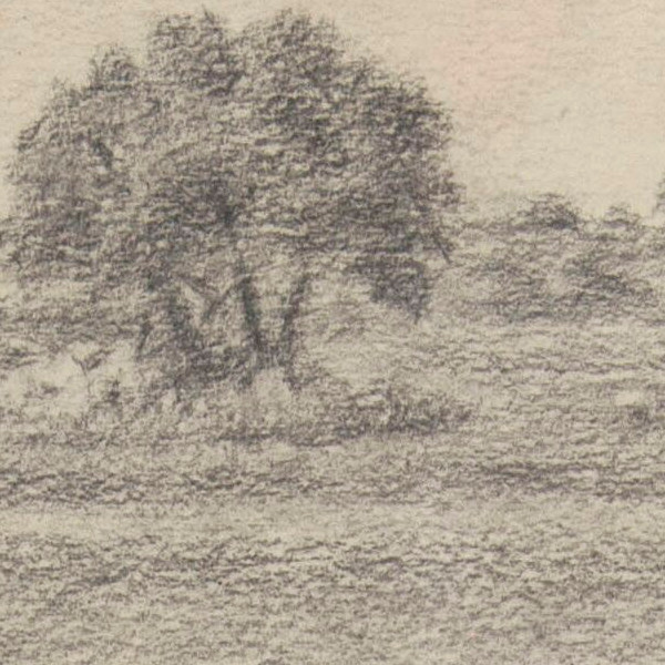 Kermes oak in en El Duqueso - Detail