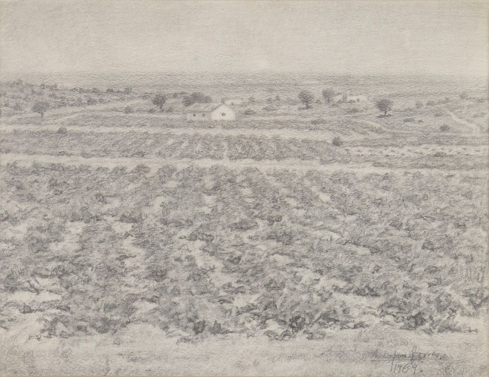 Grape harvest landscape in La Garza