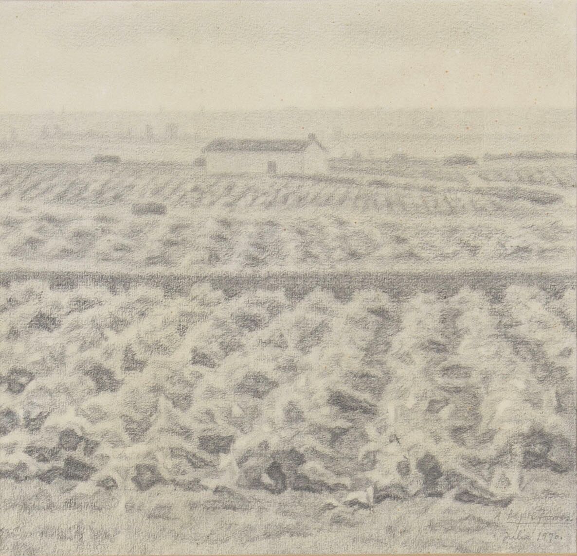 Vineyard in the foreground and house in the background
