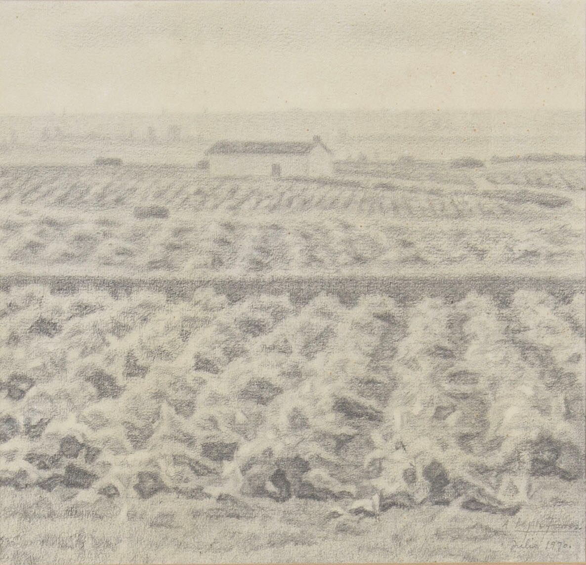 Vigne au premier plan et maison au fond