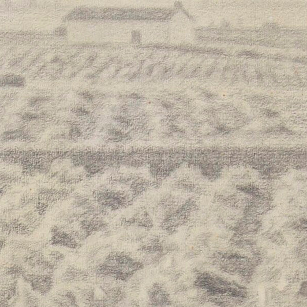 Vineyard in the foreground and house in the background - Detail