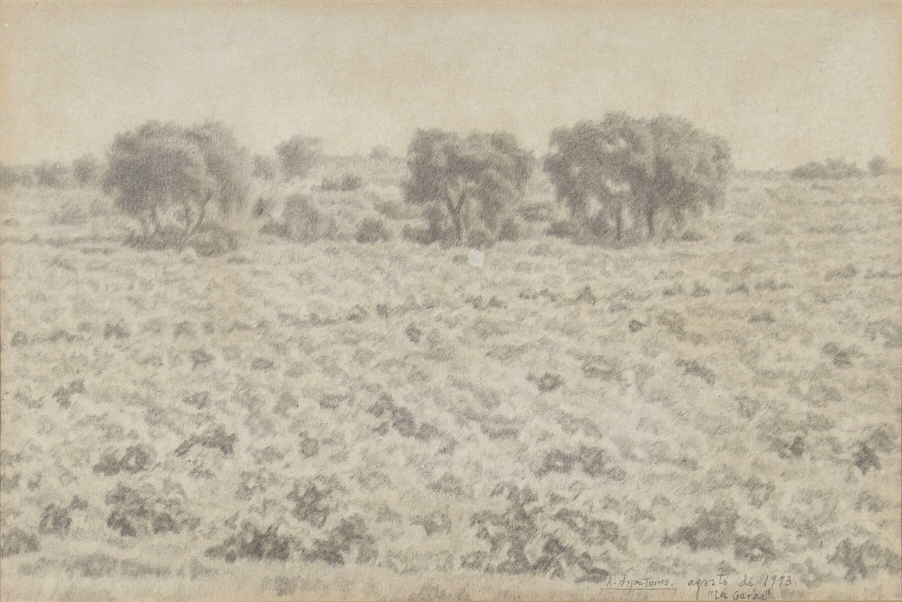 Vineyards in La Garza