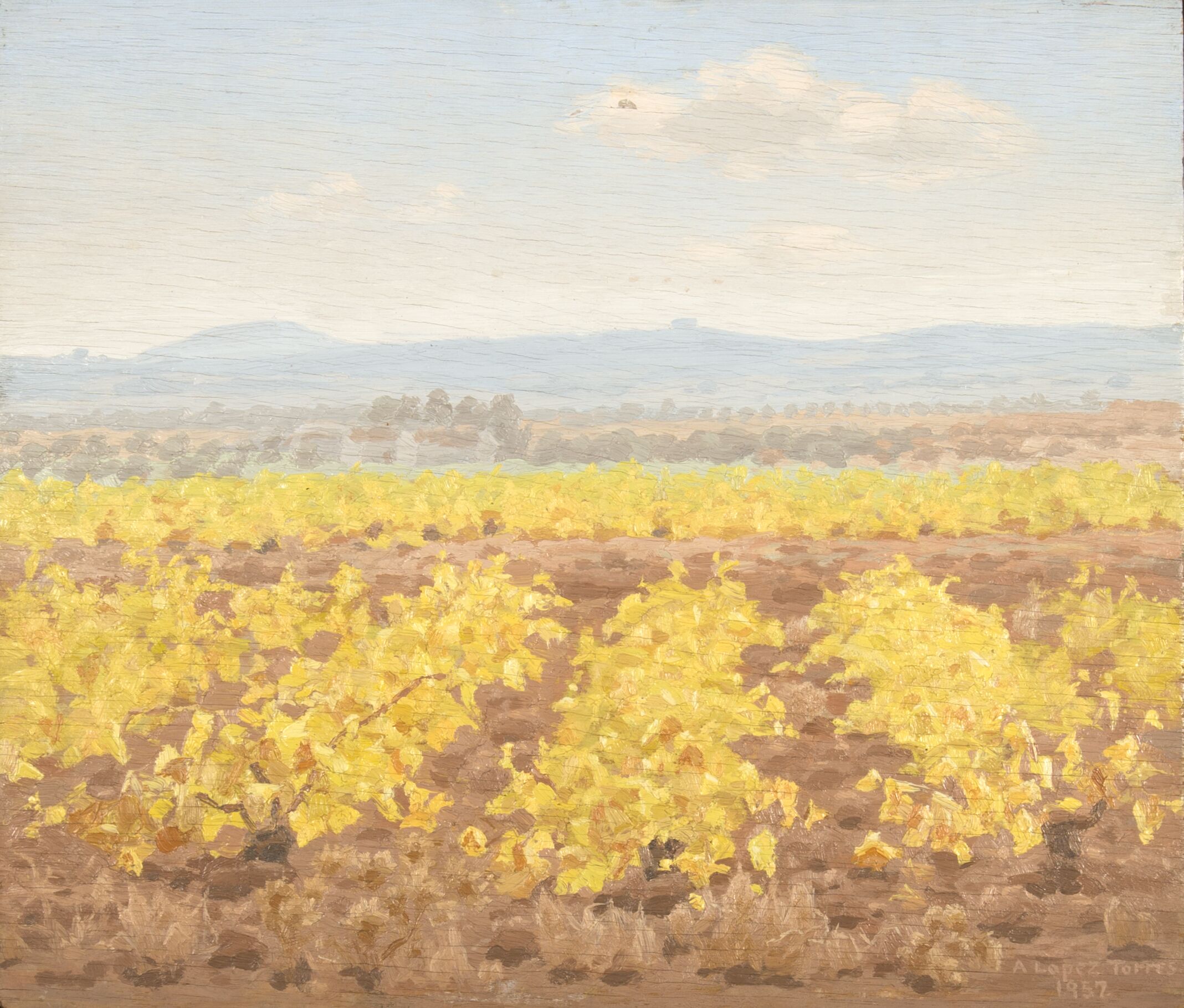 Vineyard in autumn