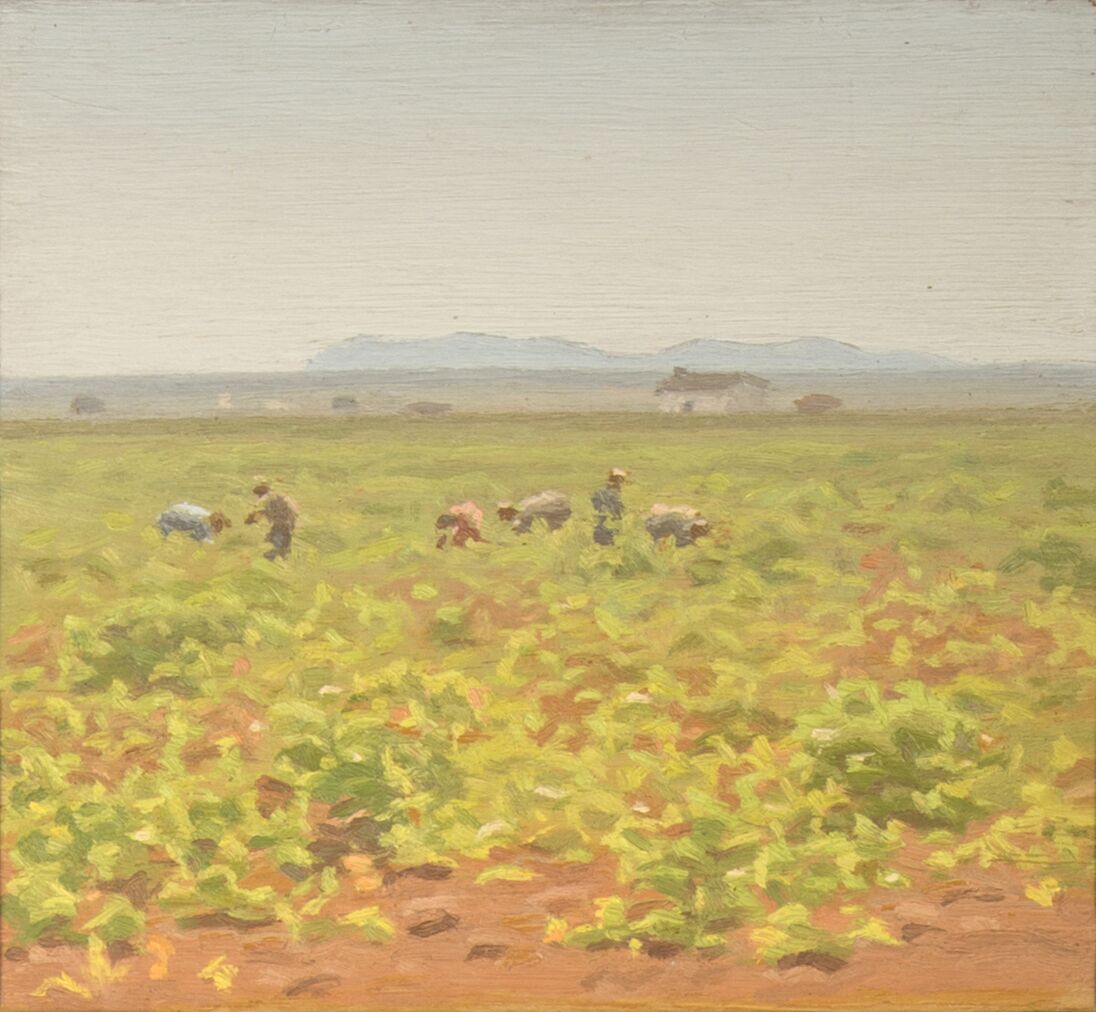 Grape harvesters