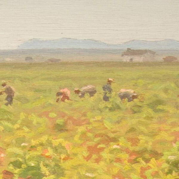 Grape harvesters - Detail